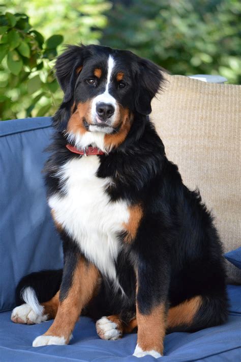 bernese mountain dog wikipedia|bernese mountain dog breed information.